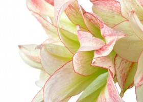 hippeastrum Aphrodite (2)